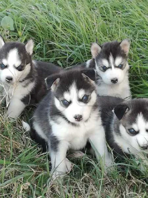 husky sibérien top - Miniature 3