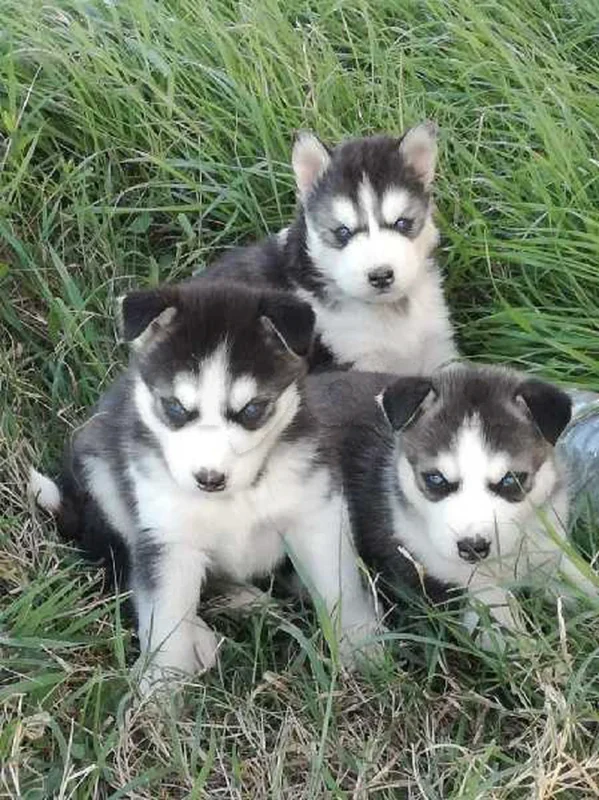 husky sibérien top - Miniature 4
