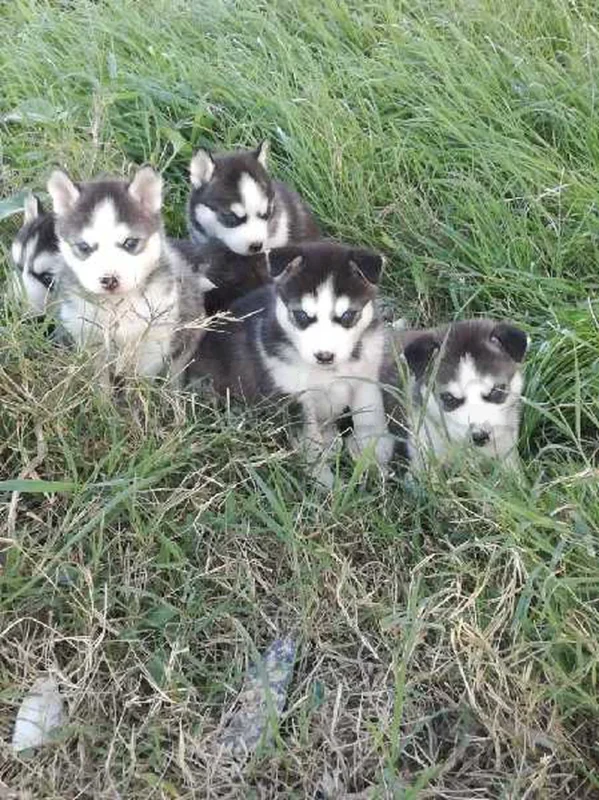husky sibérien top - Miniature 5