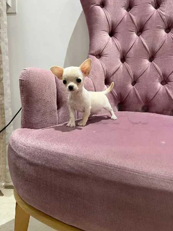 chihuahua toy 🤏