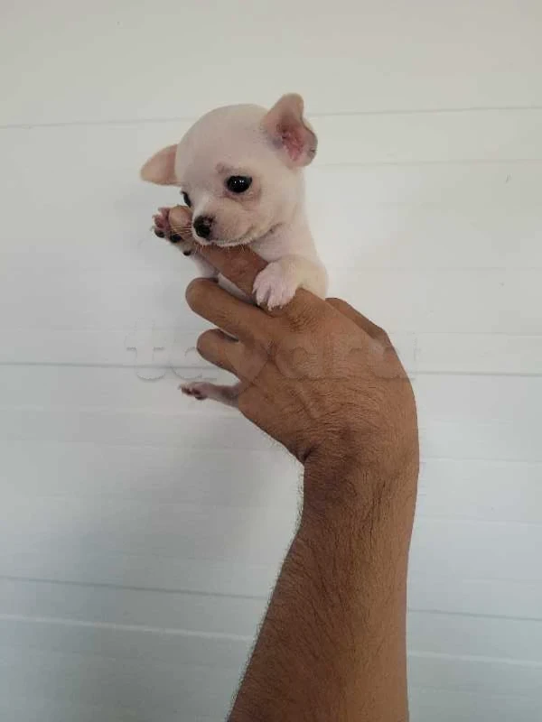 chihuahua toy 🤏 - Miniature 2