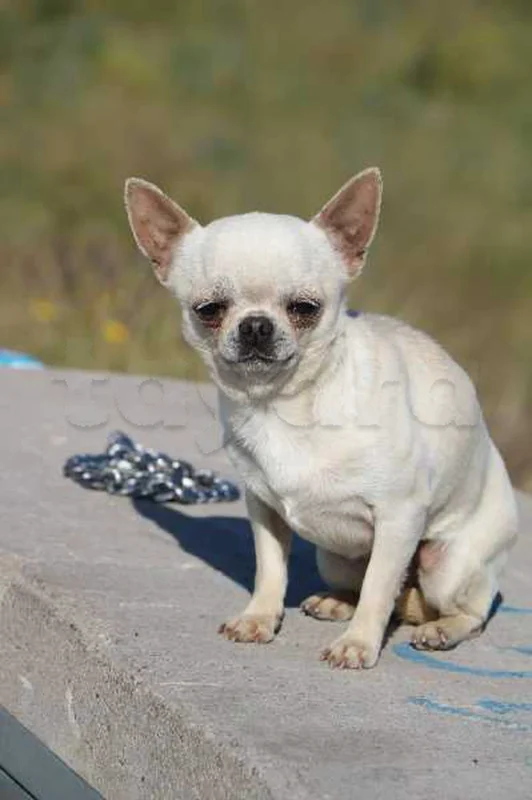 chihuahua toy 🤏 - Miniature 4