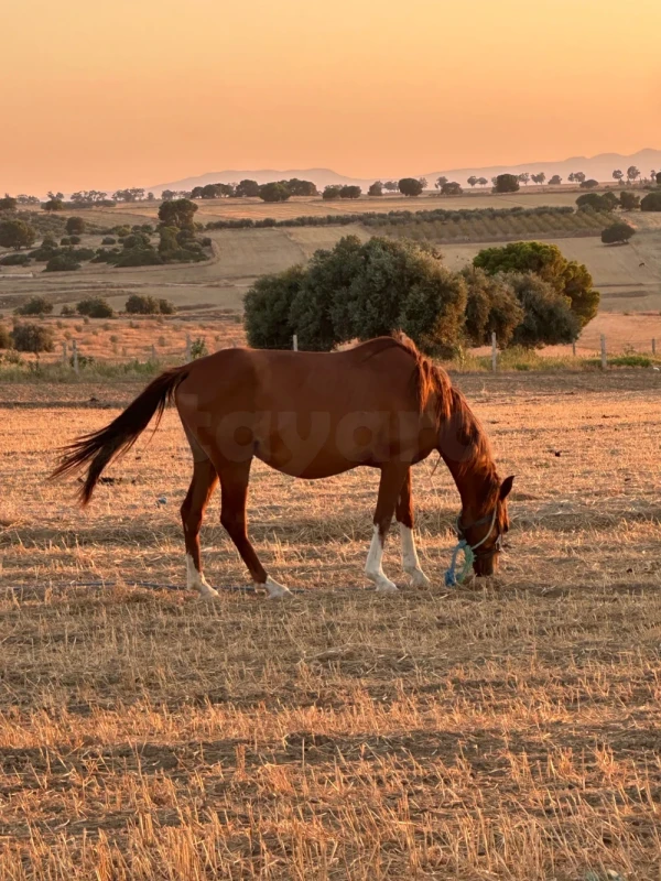 Cheval barbe avec Poulin de 4 mois