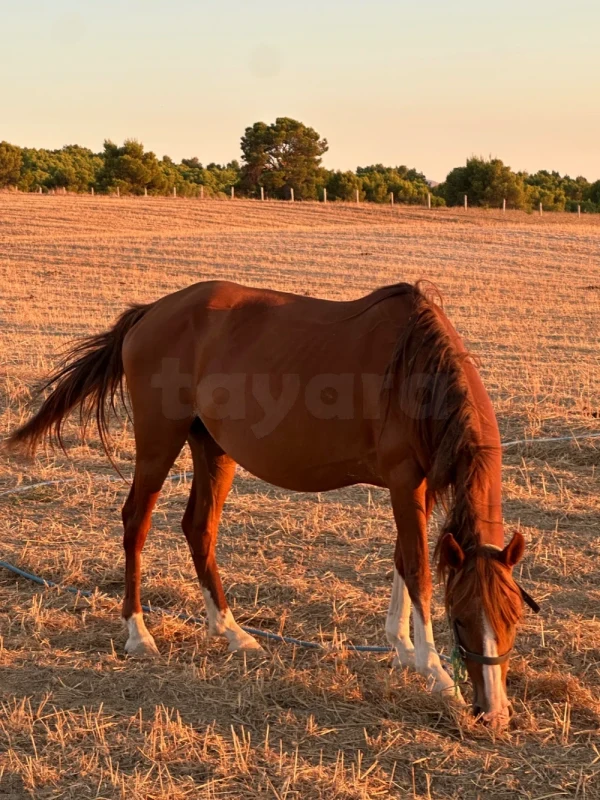 Cheval barbe avec Poulin de 4 mois - Miniature 2