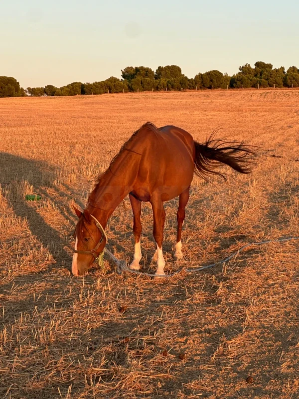 Cheval barbe avec Poulin de 4 mois - Miniature 3