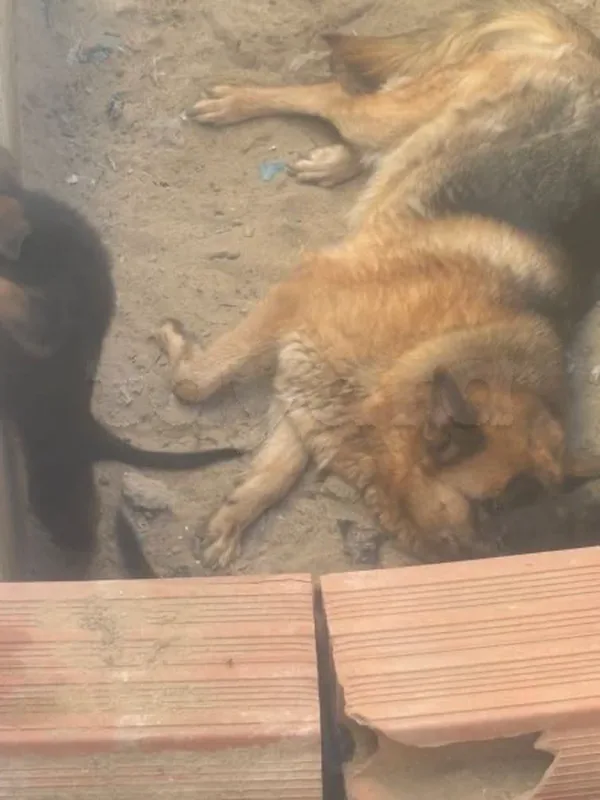 chiots bergers a vendre