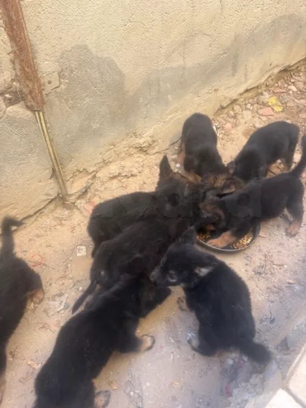 chiots bergers a vendre - Miniature 4