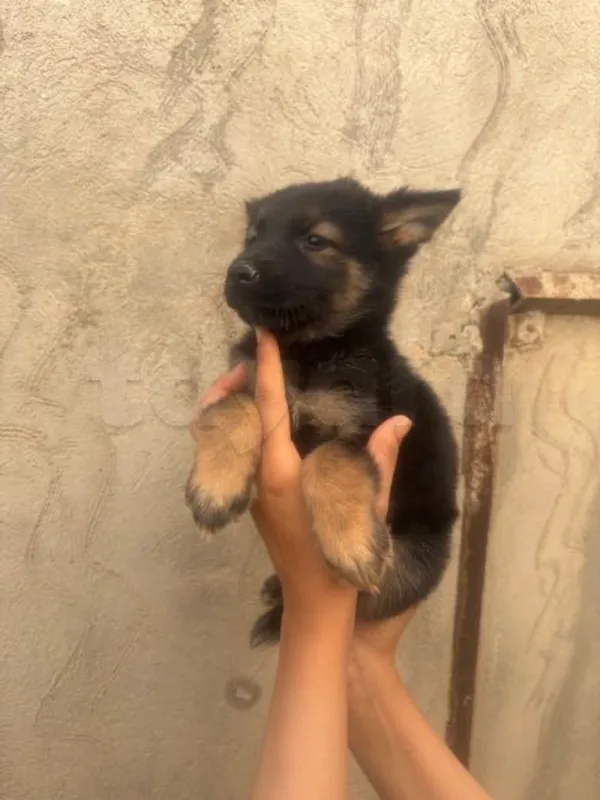 chiots bergers a vendre - Miniature 5