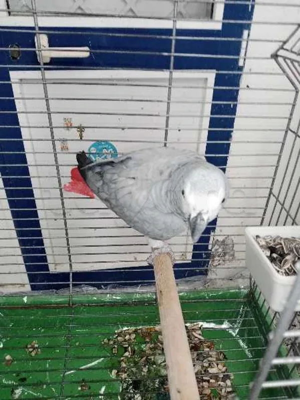 gris de Gabon