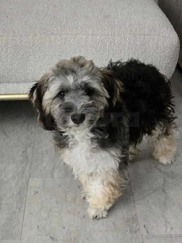 bichon 6 mois