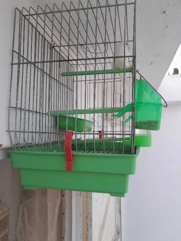 canari mâle - Miniature 2