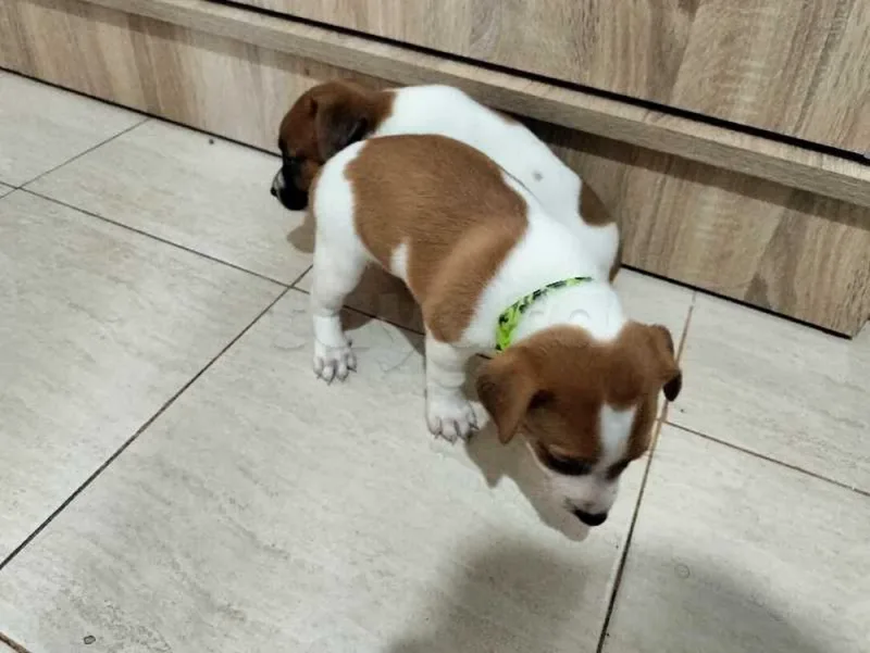 chiot femelle jack Russell
