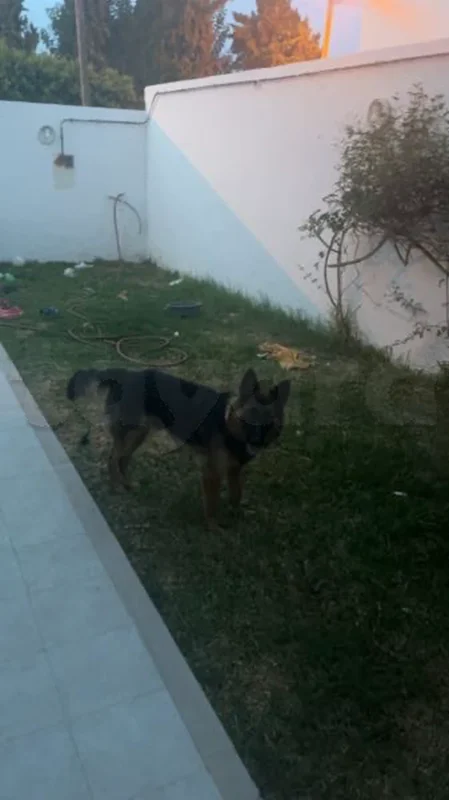 chien berger allemand