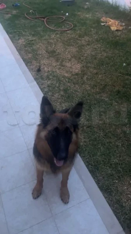 chien berger allemand - Miniature 2