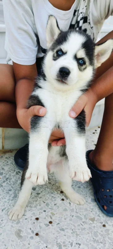 Vente flash Husky de Race Pure
