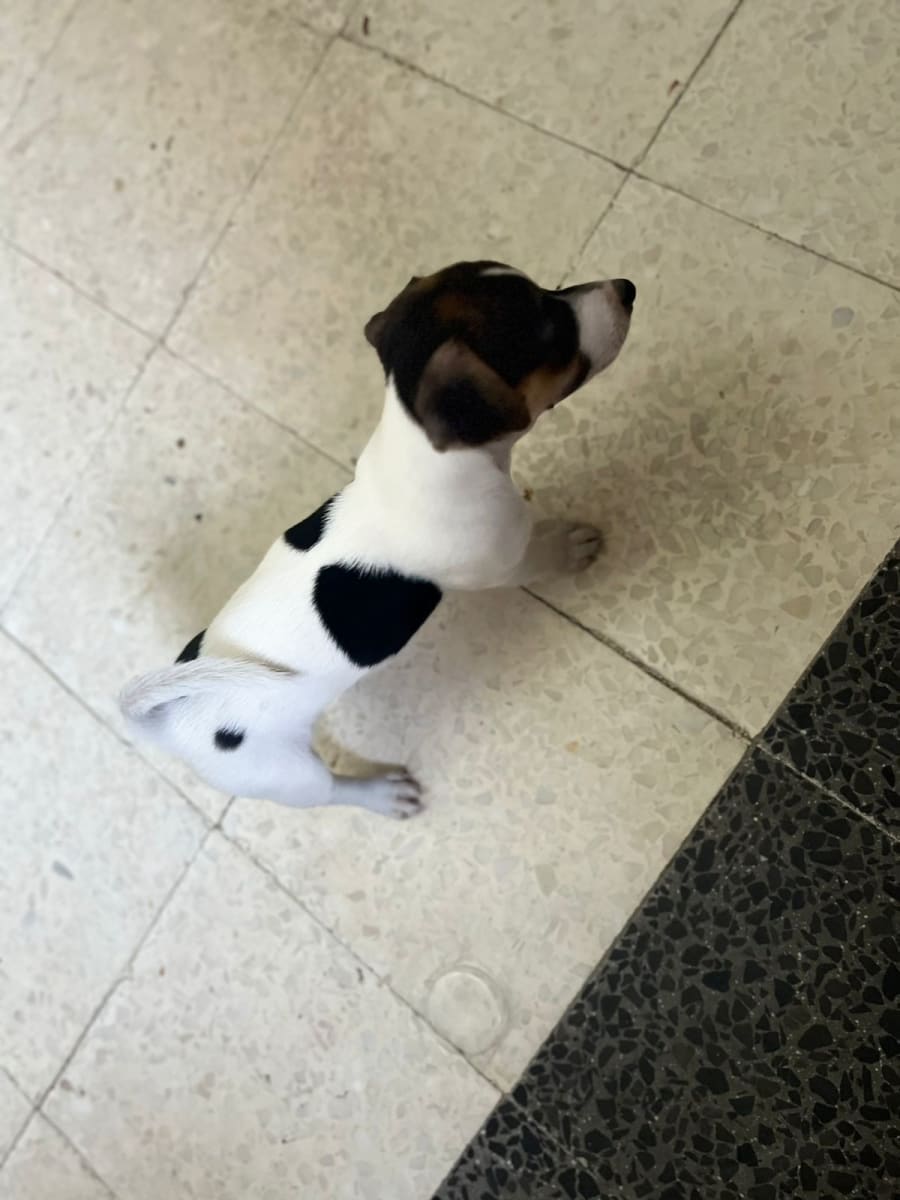 Chiots jack russell  - Miniature 2