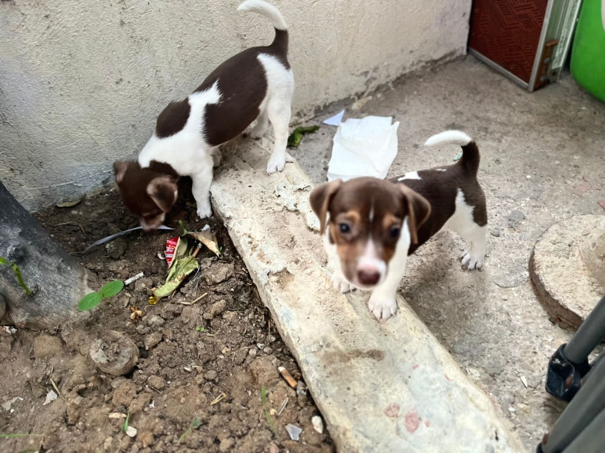 Chiots jack russell  - Miniature 3
