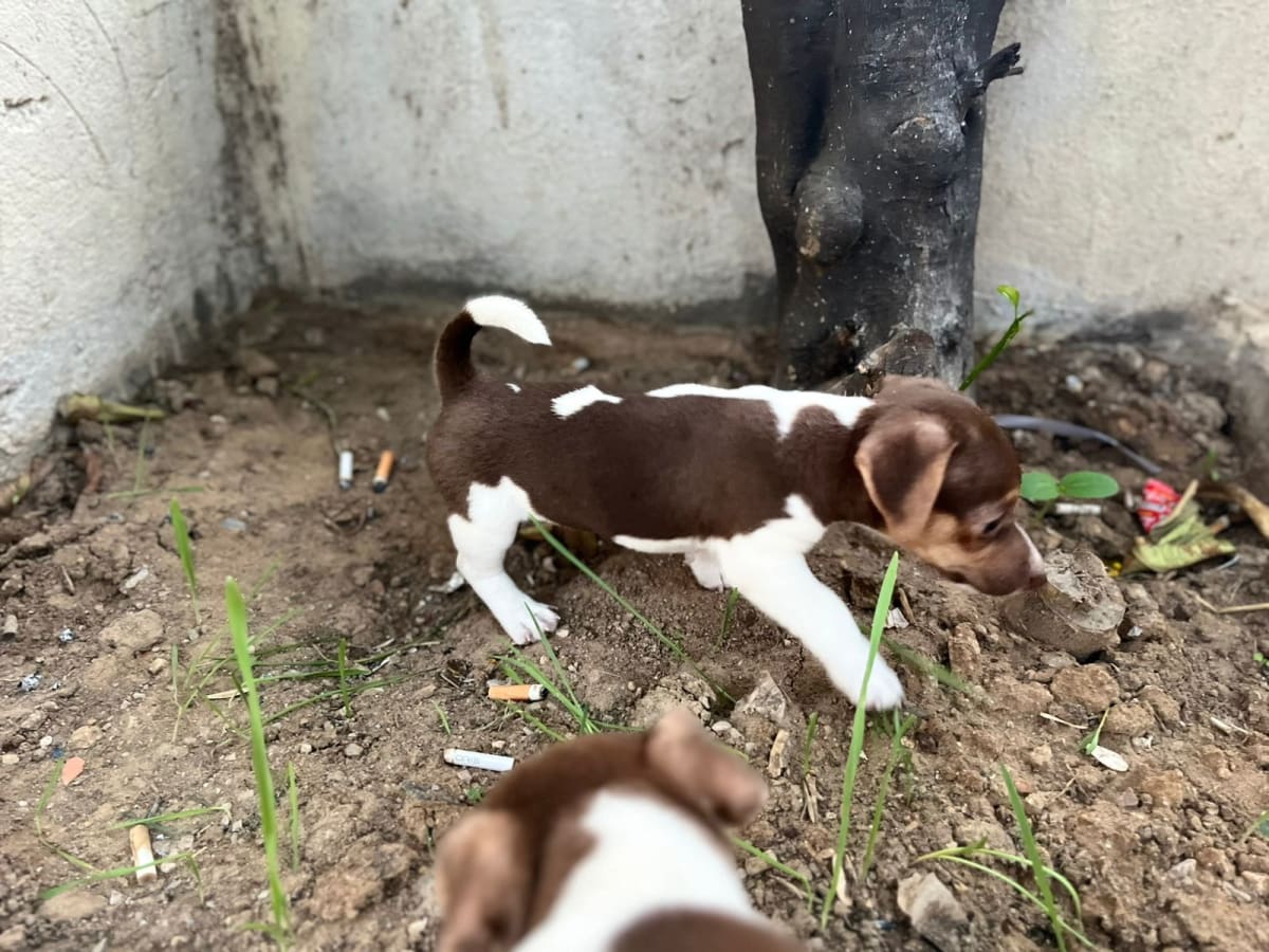 Chiots jack russell  - Miniature 4