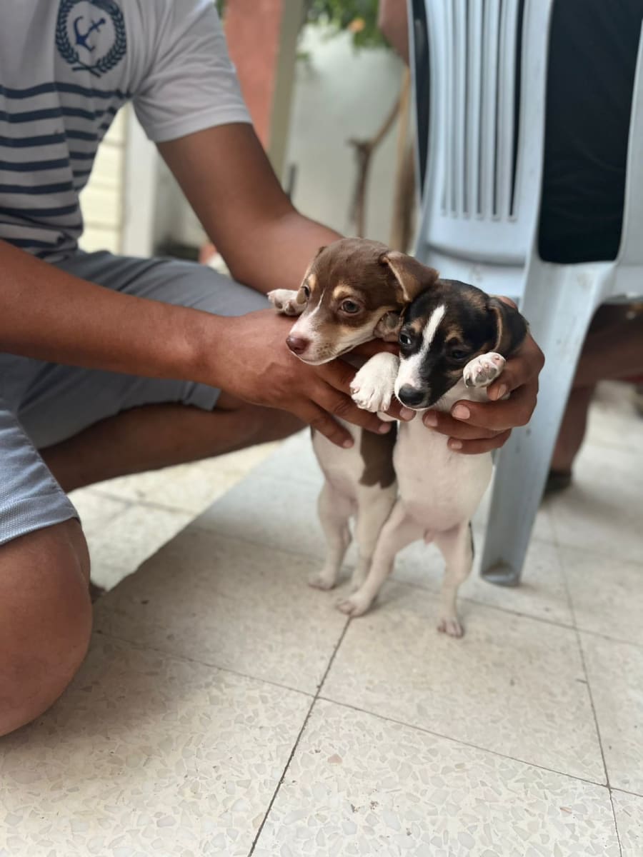 Chiots jack russell  - Miniature 5