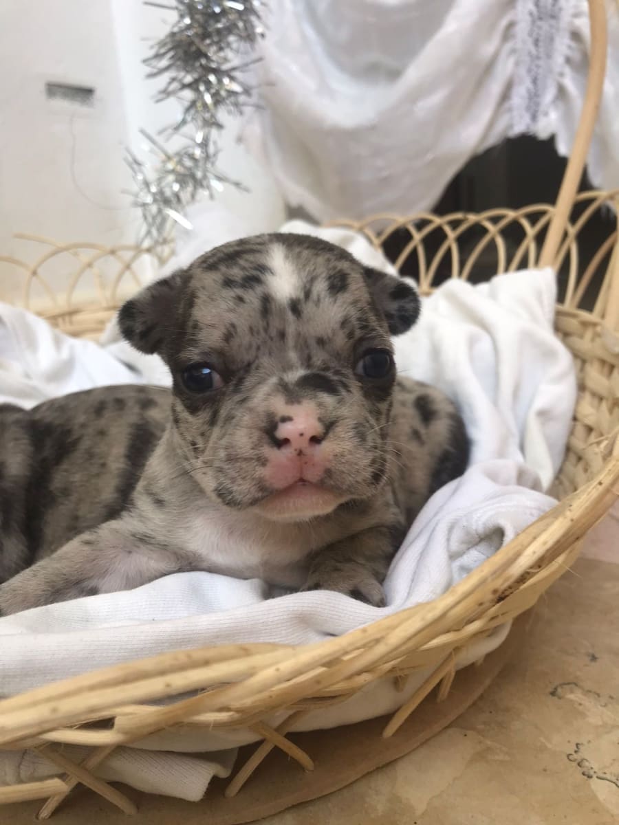 Chiots bouledogue francais
