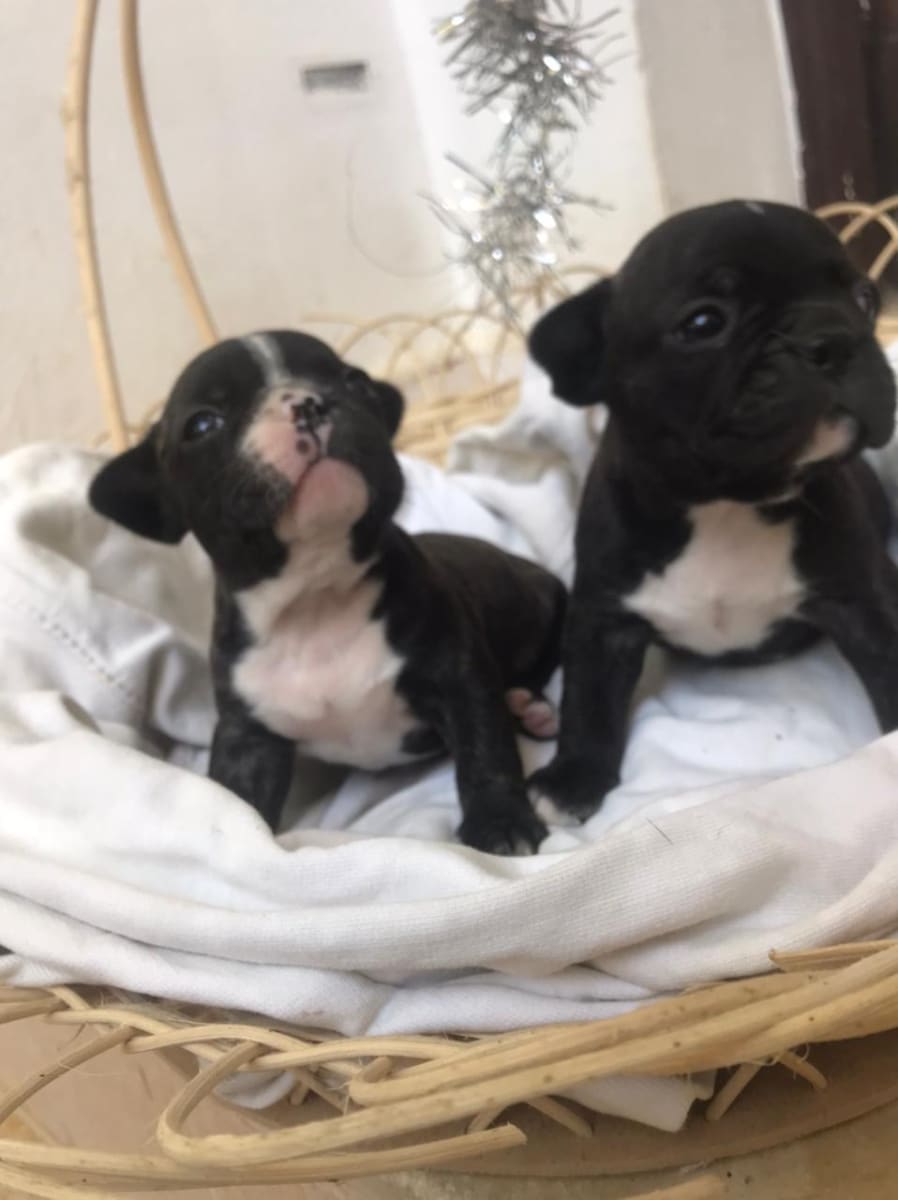 Chiots bouledogue francais - Miniature 2
