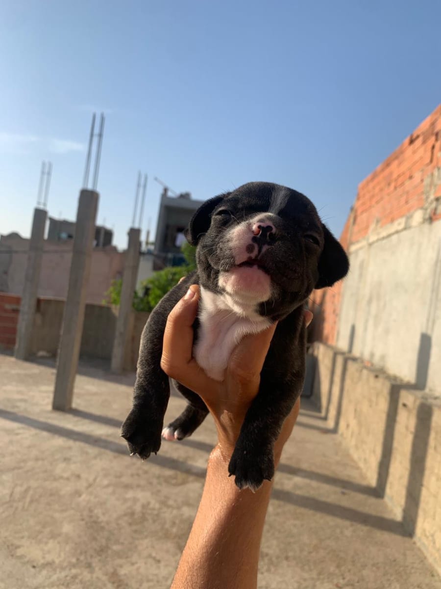 Chiots bouledogue francais - Miniature 3