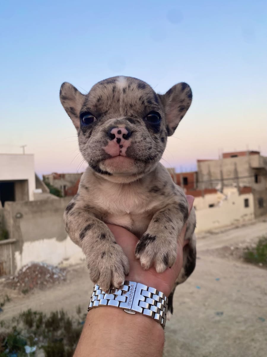 Chiots bouledogue francais - Miniature 4