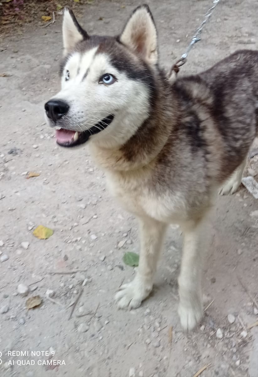 Husky sibérien  - Photo 1