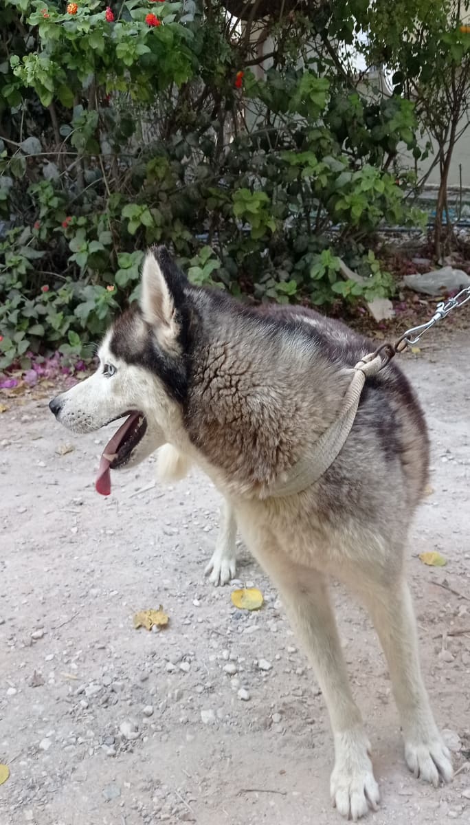 Husky sibérien  - Miniature 2