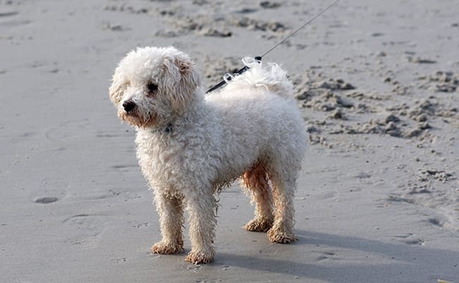 tres beaux caniche a vendre - Photo 1