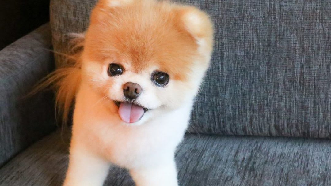 spitz nain beau et vaccine - Photo 1