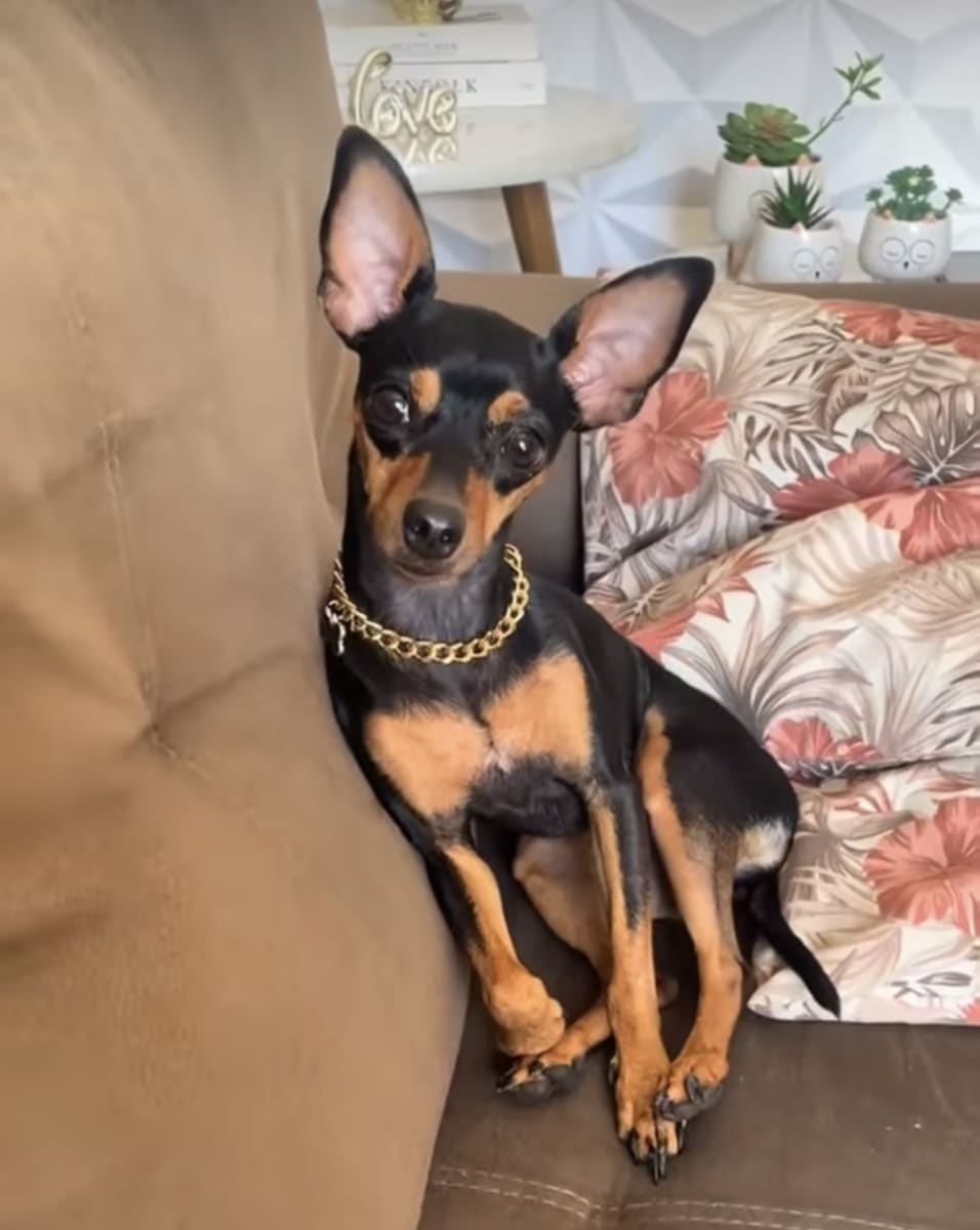 Pinscher miniature - Photo 1