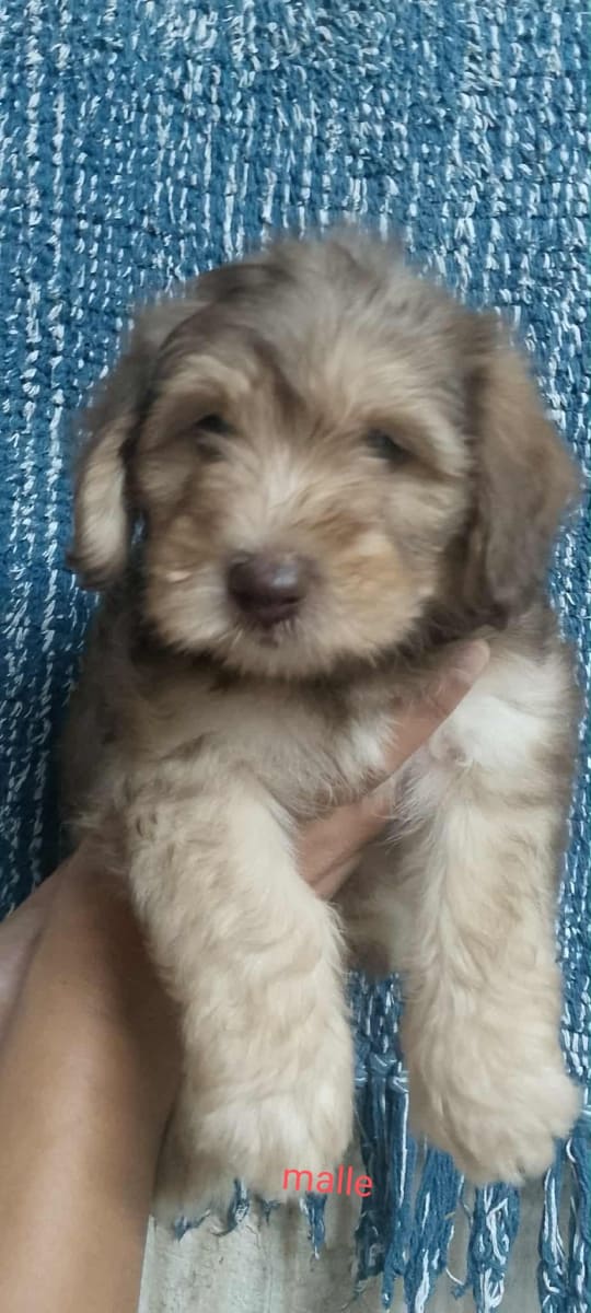 1 dorable petit chiot nés le 14 juillet 2025 - Photo 1