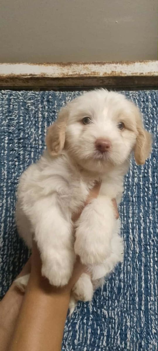 femelle bichon maltais - Photo 1