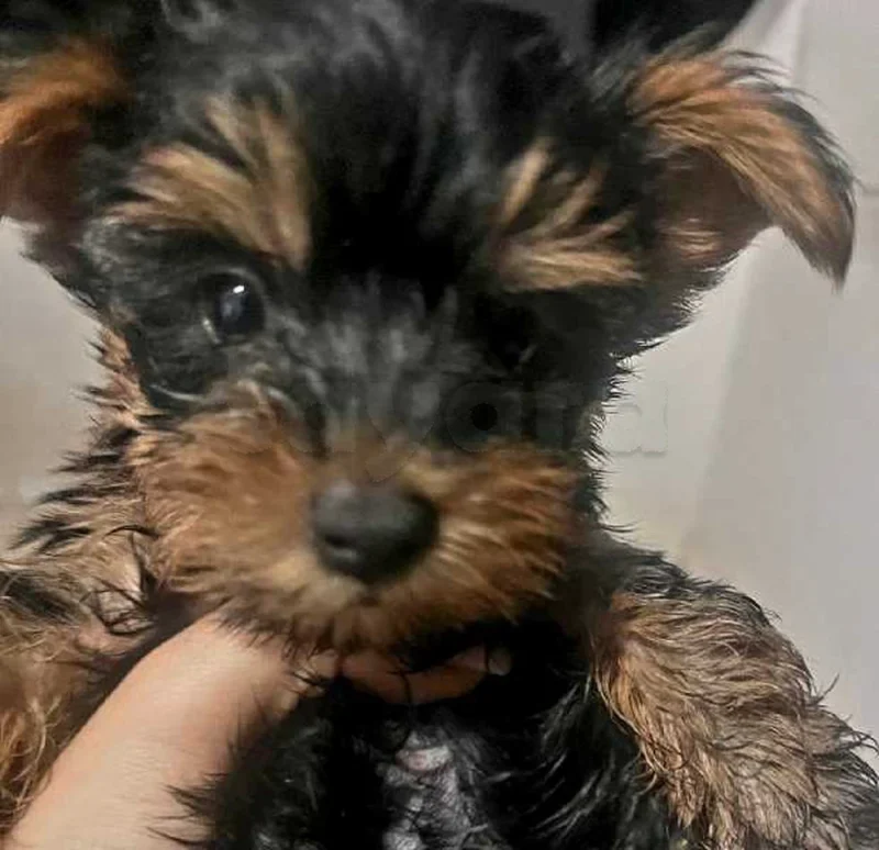 YORKSHIRE TERRIER - Photo 1