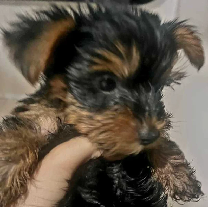 YORKSHIRE TERRIER - Miniature 2