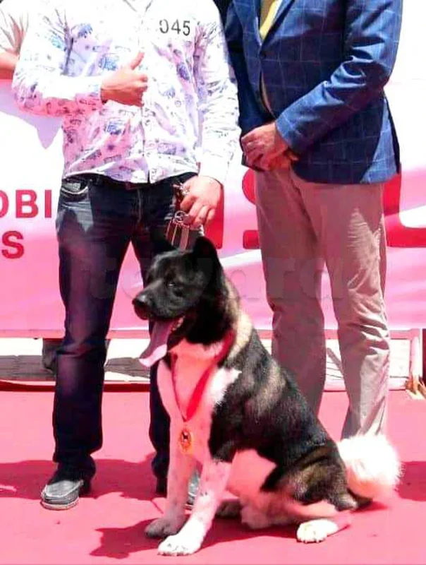 chiots Akita américain - Miniature 2