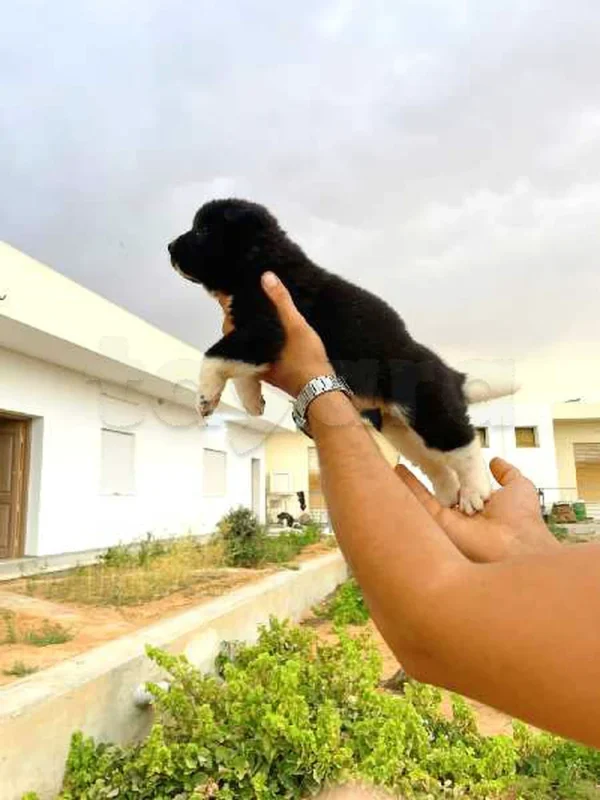 chiots Akita américain - Miniature 3