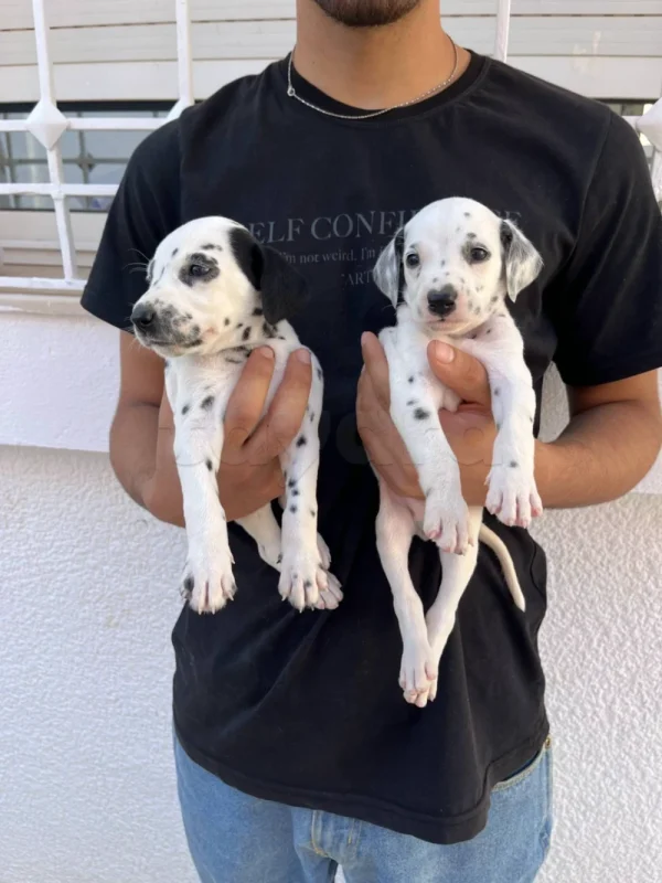 chiot dalmatien 1 mois - Photo 1
