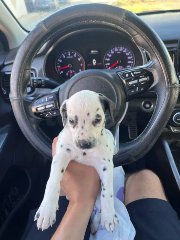 chiot dalmatien 1 mois - Miniature 2