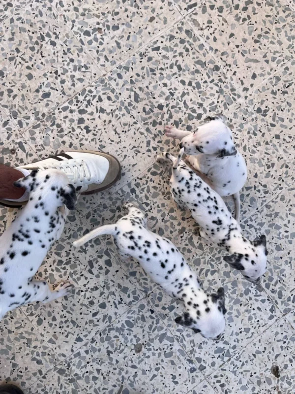 chiot dalmatien 1 mois - Miniature 3