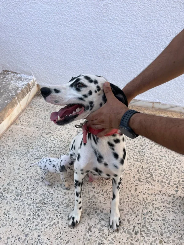 chiot dalmatien 1 mois - Miniature 4