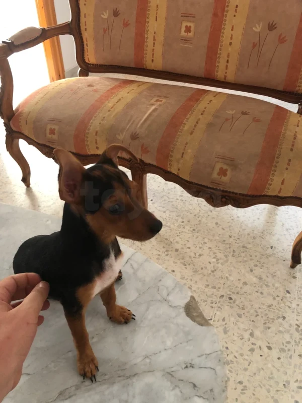 Chiot pinscher