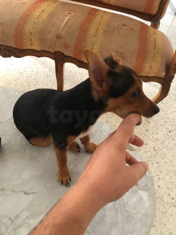 Chiot pinscher - Miniature 2