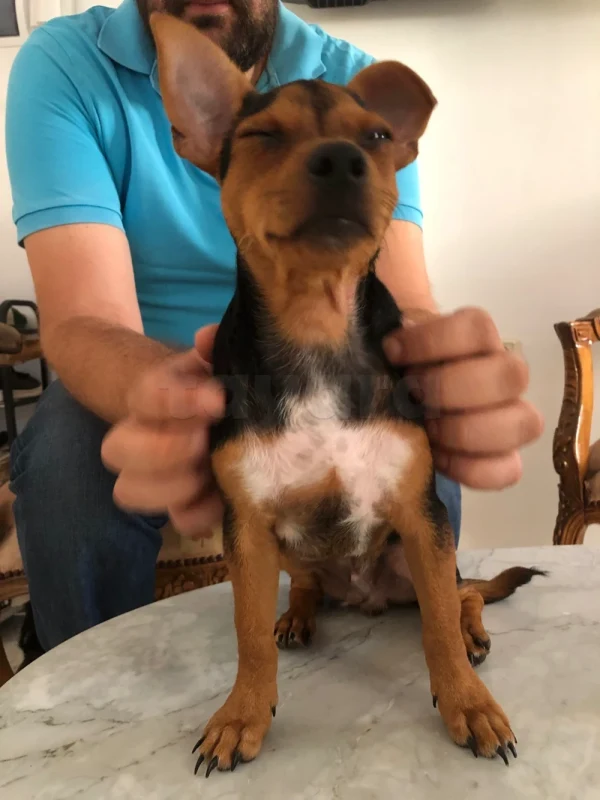 Chiot pinscher - Miniature 4