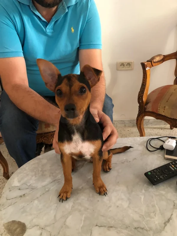 Chiot pinscher - Miniature 5