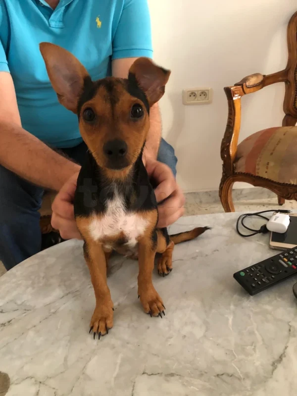 Chiot pinscher - Miniature 3