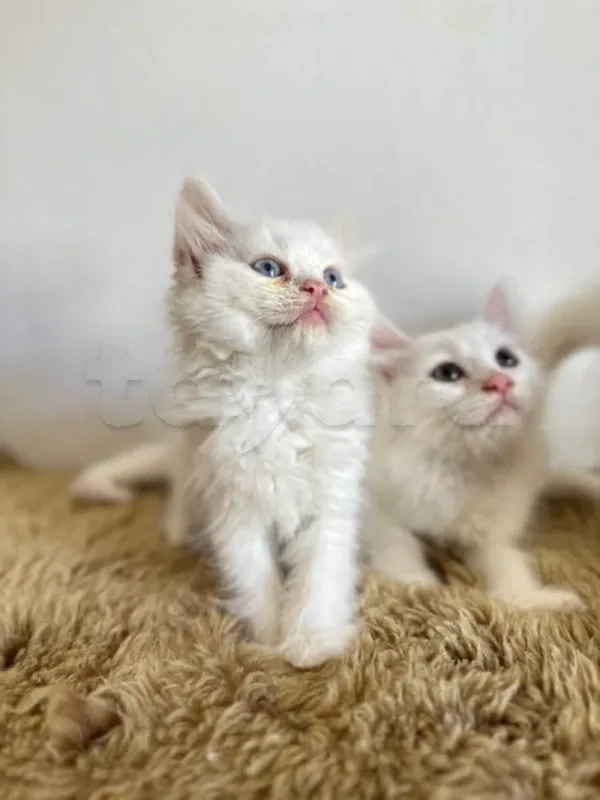chaton persan - Miniature 2