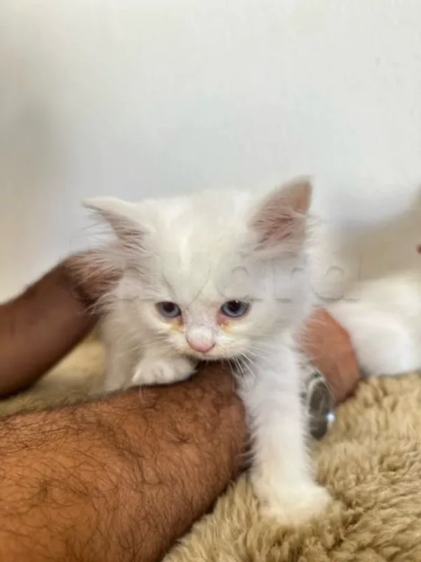 chaton persan - Miniature 3