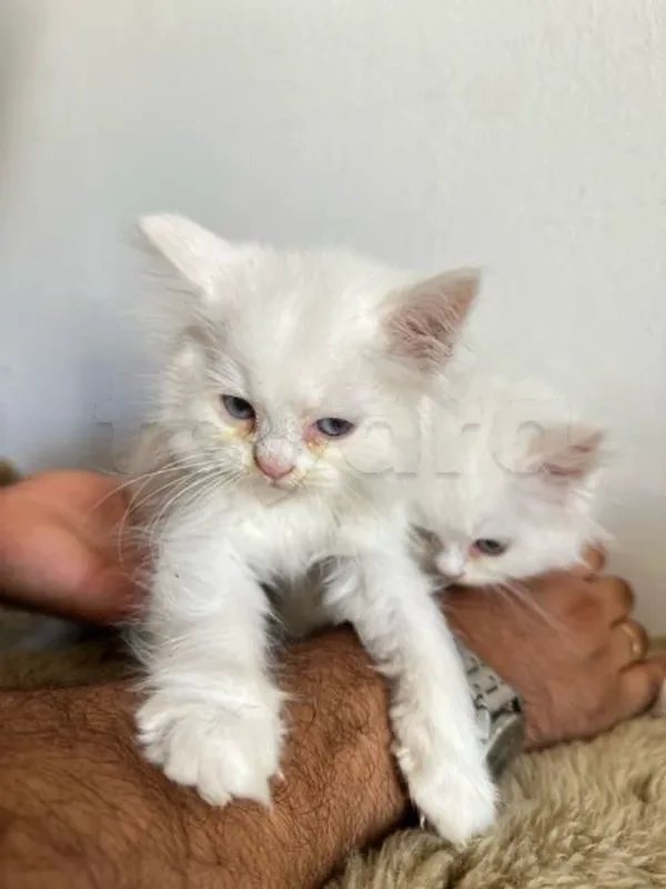 chaton persan - Miniature 4